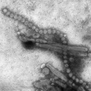 flu-virus